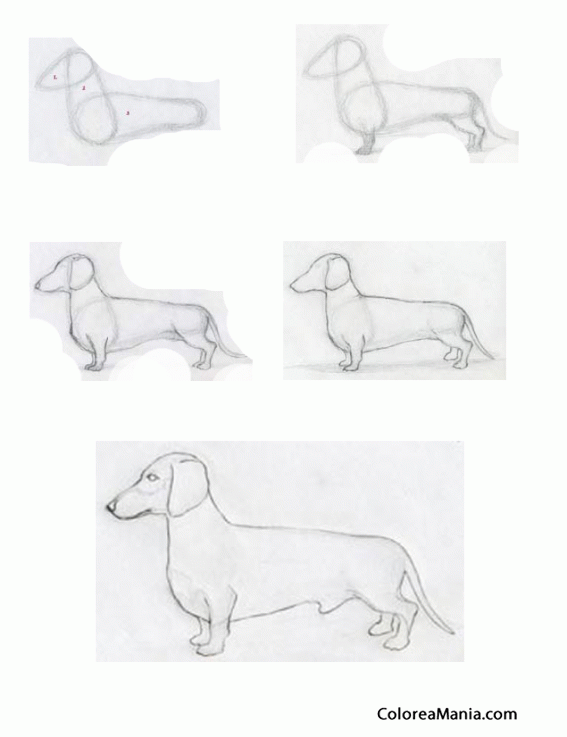 Colorear Dibujar perro teckel