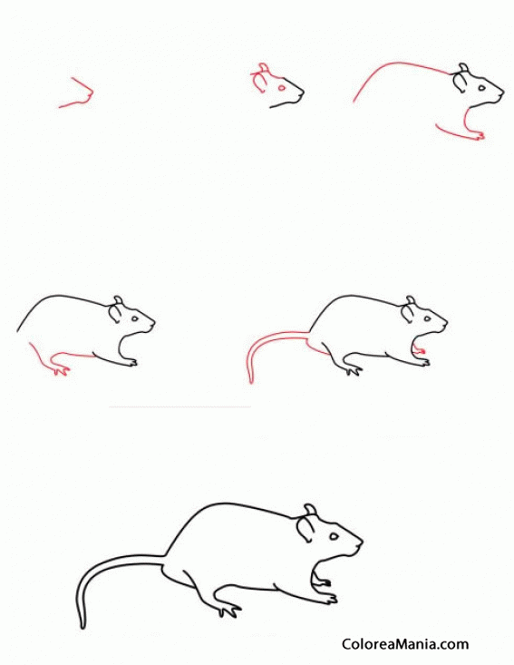 Colorear Como dibujar una rata
