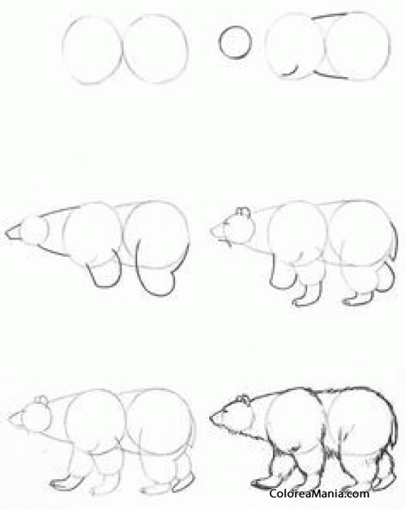 Colorear Como dibujar un oso polar (Como dibujar un oso), dibujo para  colorear gratis
