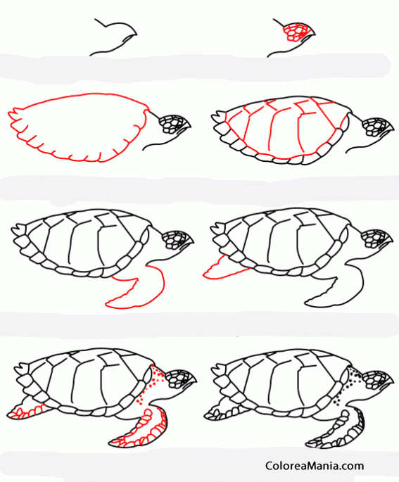 Colorear Como dibujar una tortuga Hawksbill