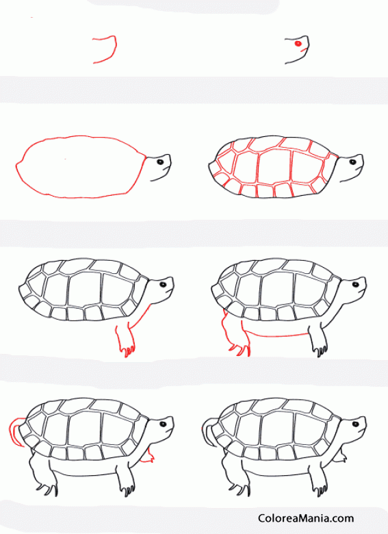 Colorear DIbujar tortuga Wood