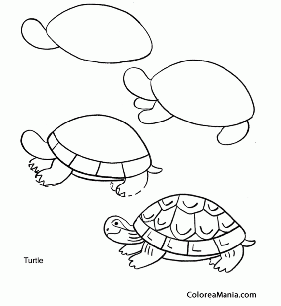 Colorear Com dibuixar una tortuga 2