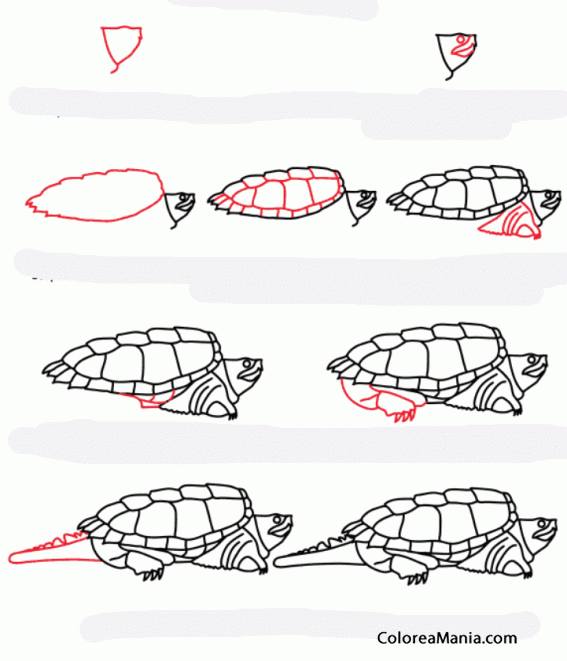 Colorear Como dibujar una tortuga caimán