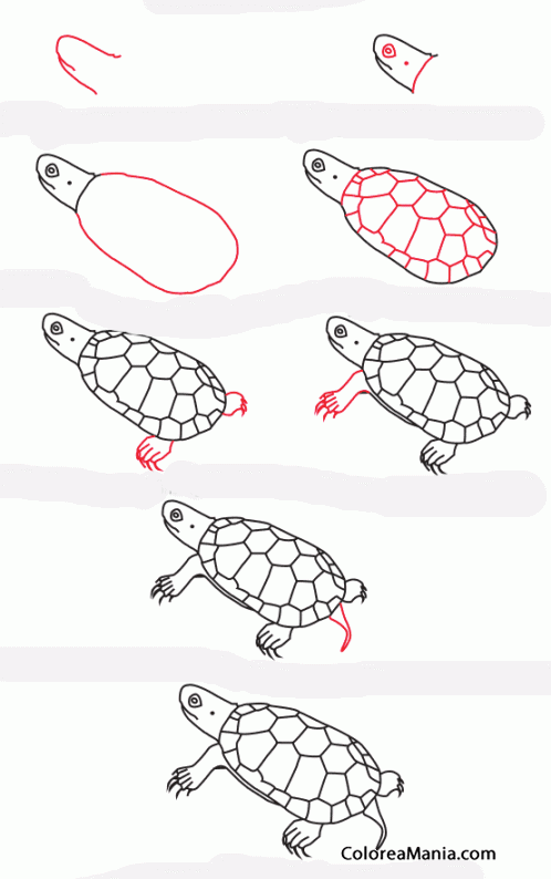Colorear Com dibuixar una tortuga bog