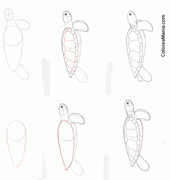 Colorear Dibujar tortuga marina 2