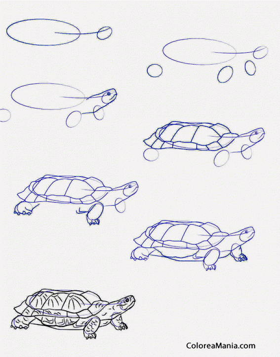 Colorear Dibujar tortuga de bosque