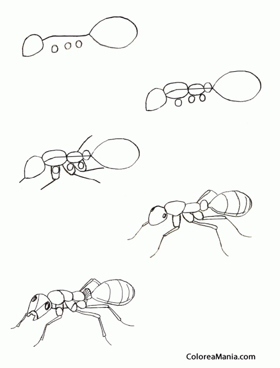 Colorear Dibujar hormiga 2