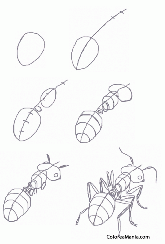 Colorear Draw ant