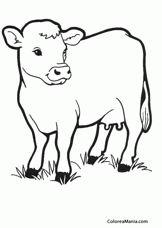  Colorear Vaca pequeñita (Animales de Granja), dibujo para colorear gratis